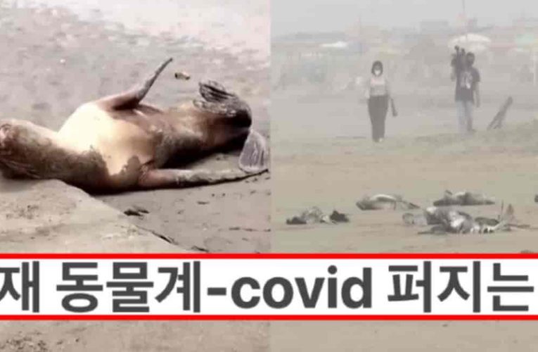 현재 전세계적으로 동물계의 코로나 바이러스 확산중 ..
