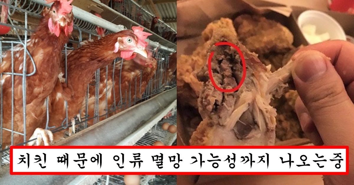 “치킨 좋아하는 사람은 꼭 보세요” 앞으로 몇년뒤면 우리나라에서 치킨을 절대 먹을 수 없게되는 이유
