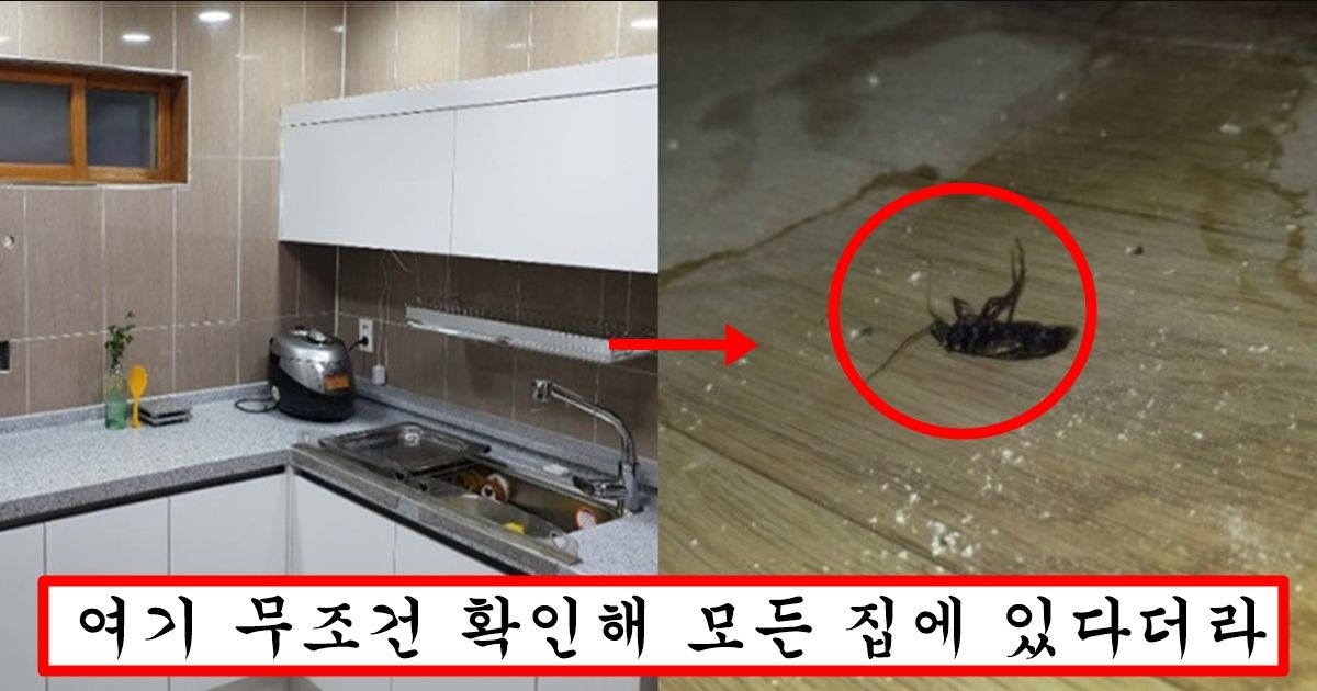 집에 바퀴벌레 무조건 숨어있다는 장소