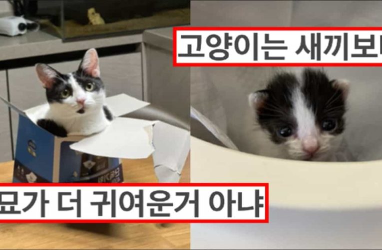 고양이 성묘가 더 귀엽다는거 이해 못했는데