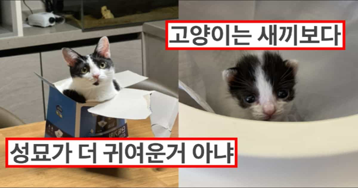 고양이 성묘가 더 귀엽다는거 이해 못했는데