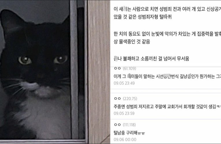 털주빈 때문에 조마조마한 디시인