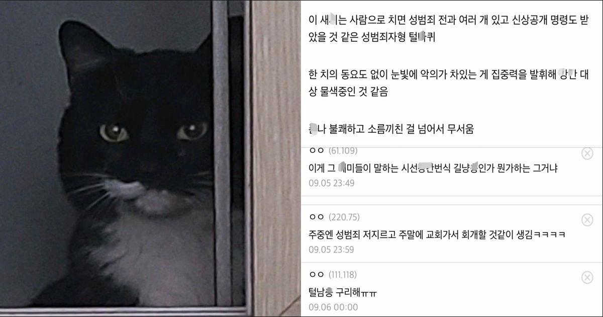 털주빈 때문에 조마조마한 디시인