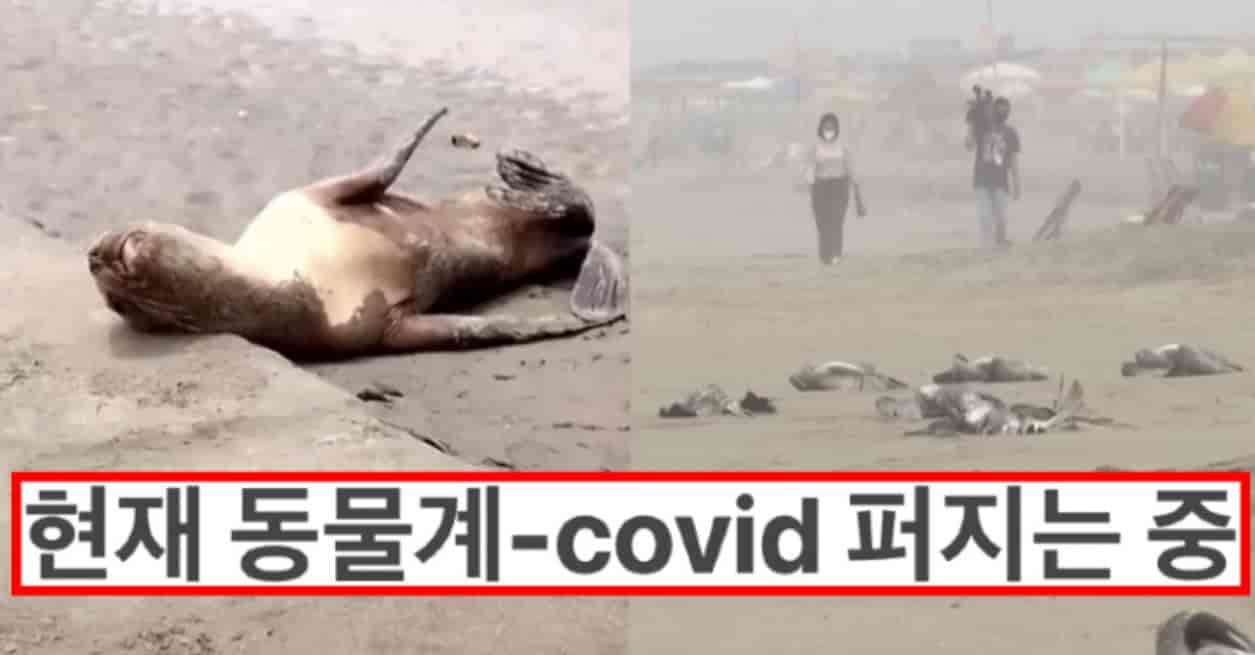 현재 전세계적으로 동물계의 코로나 바이러스 확산중 ..