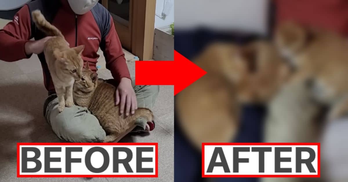 무릎냥이 너무 많아 고민인 집사가 만들어낸 발명품