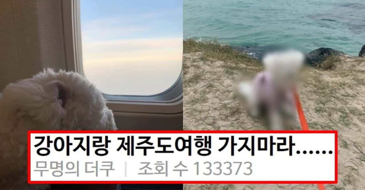 강아지랑 제주도여행을 같이 가면 안 되는 이유