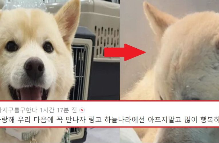 파양후 링고.. 식음전폐하다 하늘 나라로 간 애기 강아지