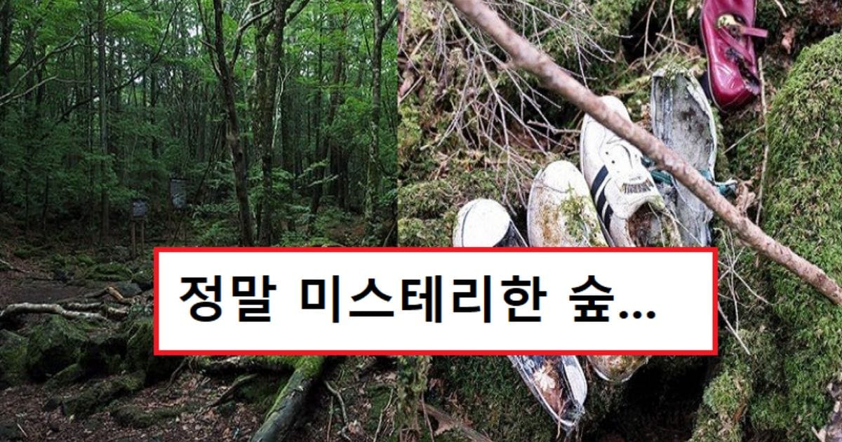 혐주의) 일본 주카이숲에 관한 이야기..