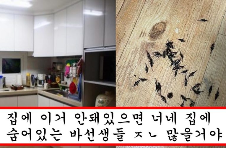 대부분 사람들이 모른다는 벌레가 집 안으로 들어오는 경로