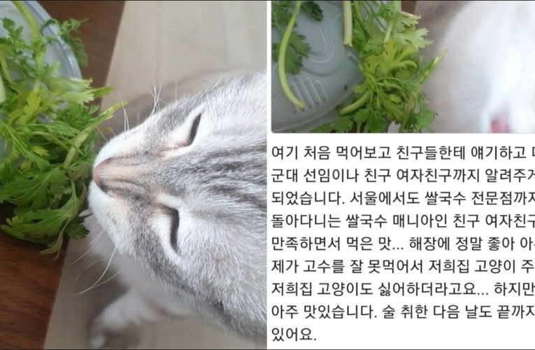 쌀국수집 커여운 배민 리뷰…