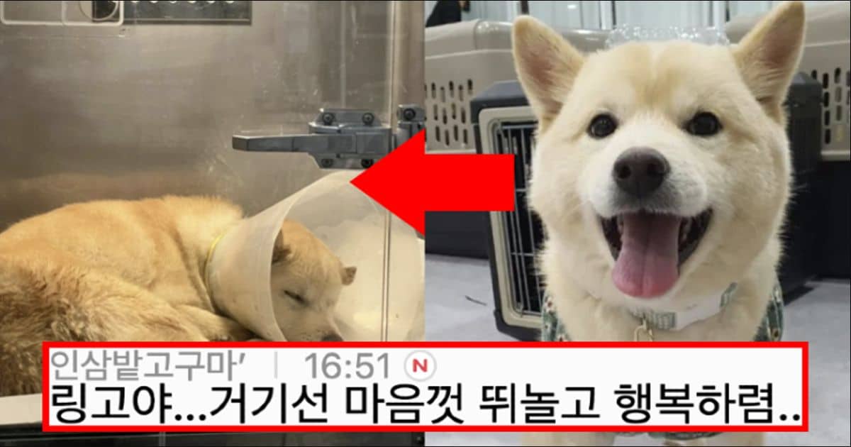 아기 강아지 링고 파양된 후 식음전폐하다 하늘나라로 감