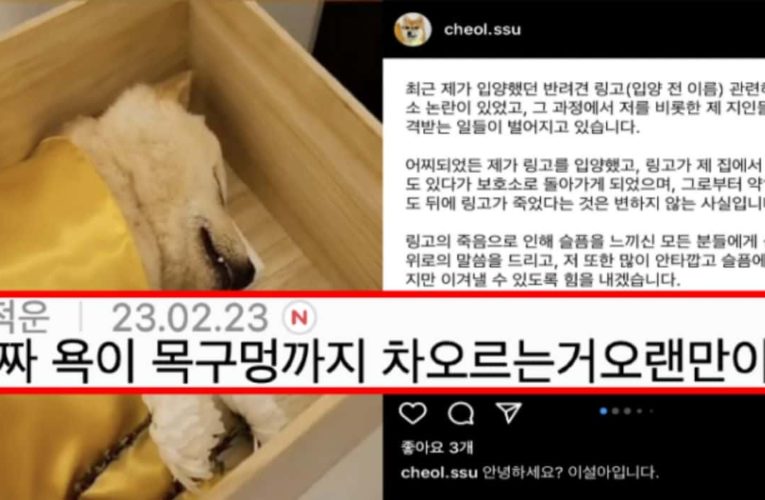 파양된 후 식음전폐하다 하늘나라 간 아기강아지 링고의 파양자 입장문 뜸