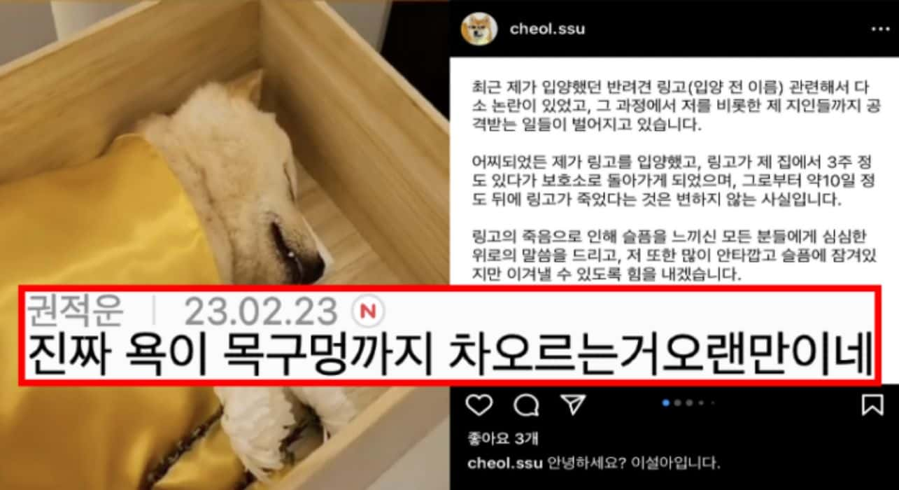 파양된 후 식음전폐하다 하늘나라 간 아기강아지 링고의 파양자 입장문 뜸