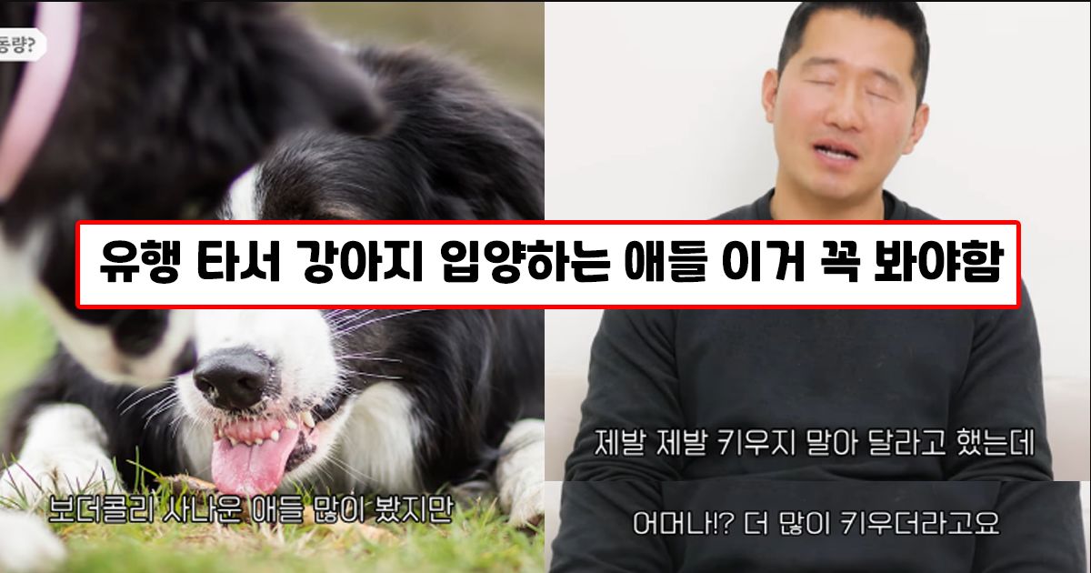 파양률 1위 견종. 똑똑한 게 죄인 듯 | 견종백과 보더콜리편