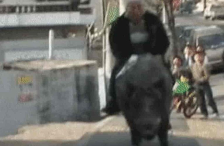 멧돼지를 아들로 삼았던 부산 할아버지 근황