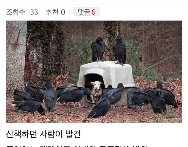 주인에게 ㅂ림받고 독수리 밥이 될 ㅊ지었던 댕댕이 근황
