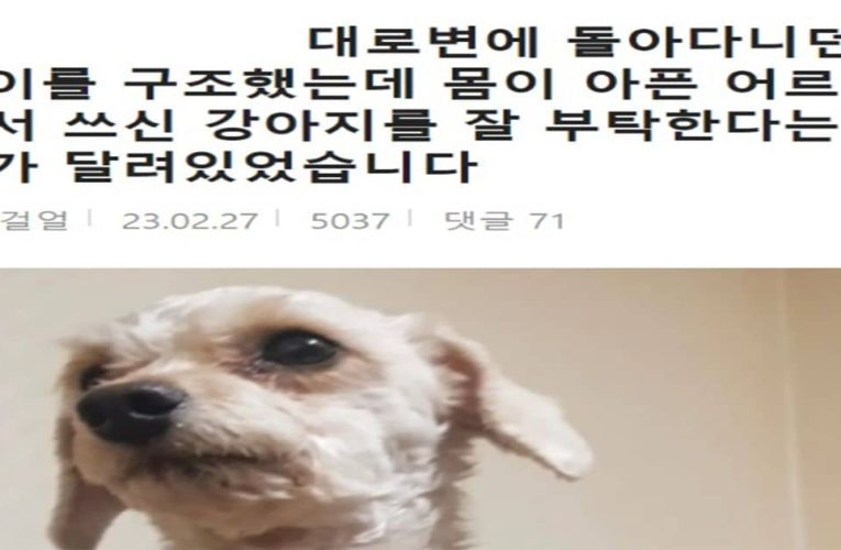 대로변을 돌아다니던 강아지 목에 걸려있던 쪽지..