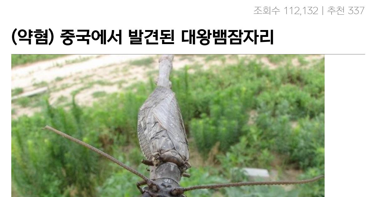 (약혐) 중국에서 발견된 대왕뱀잠자리