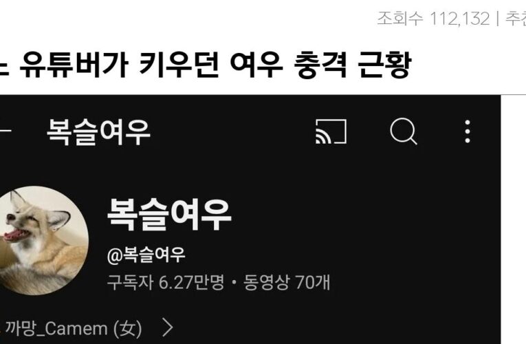 어느 유튜버가 키우던 여우 충격 근황 ㄷㄷㄷ