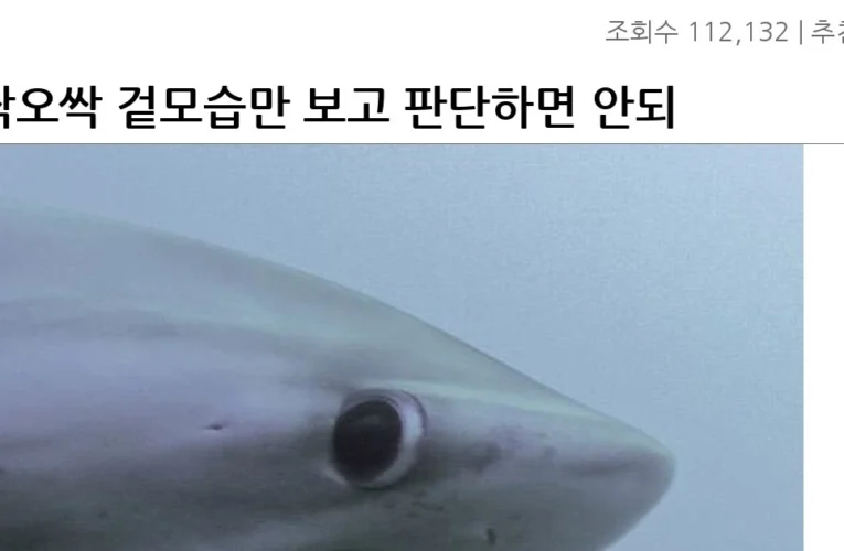 오싹오싹 겉모습만 보고 판단하면 안되는 상어언냐들