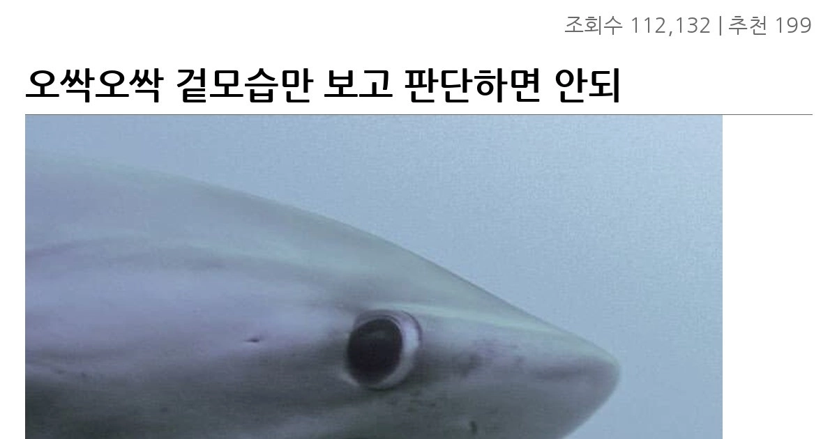 오싹오싹 겉모습만 보고 판단하면 안되는 상어언냐들